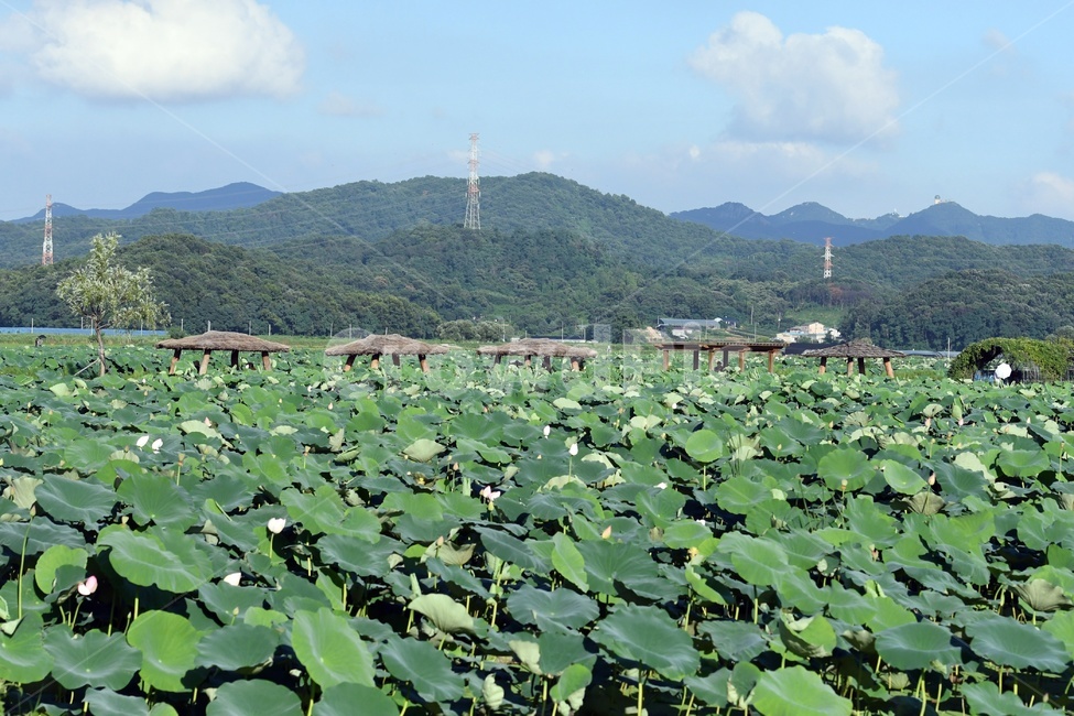 연못,수련,식물,자연,여름,정원,푸르른,물,수경식물,연못가,연못정원,plants,nature,연,연꽃,힐링,flower,감성,연잎,식물,자연,plants,nature