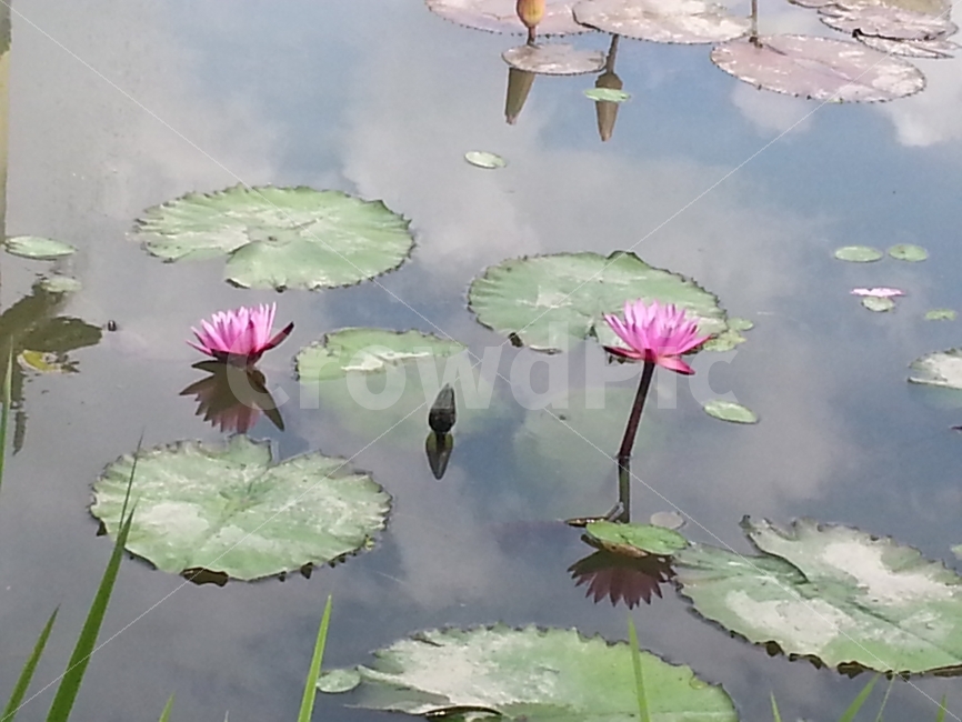 연꽃,연잎,세미원,여름,더위,식물,자연,plants,nature,꽃,flower