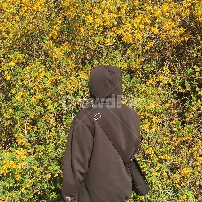 사람,자연,꽃,뒷모습,개나리,봄