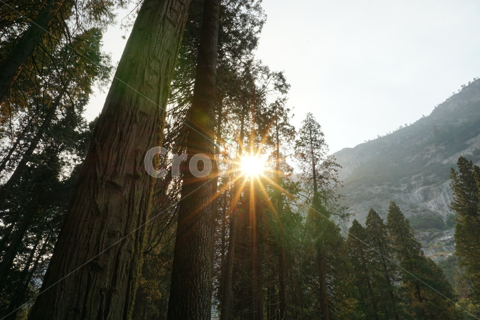 숲,나무,햇빛,산,해질녘,쓸쓸,자연,풍경,nature,landscape,light,빛,flare,플레어