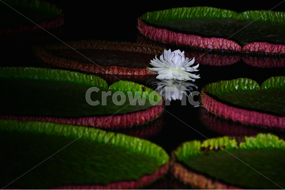 flower,blossom,꽃,petal,꽃잎,plant,식물,부여,궁남지,연꽃축제,수련,연꽃,백련,빅토리아연,빅토리아연꽃,연잎