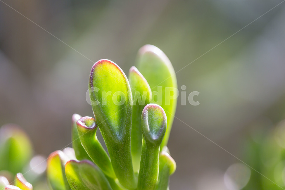 봄,초록,태동,새싹,꽃잎,봄,계절,spring,season,식물,자연,plants,nature,휴식,힐링,rest,relaxation,healing,plant,blossom,꽃,sprout,flower,bud,싹