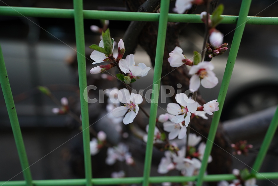벚꽃,봄꽃,봄,계절,느낌,감성,색감,화이트,꽃,플라워,생물,식물,flower,생명,식물,자연,plants,nature,꽃,flower