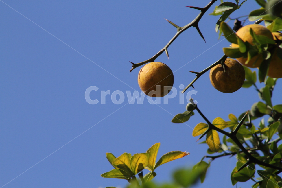 탱자,식물,약용식물,열매,trifoliateorange,탱자나무,꽃,봄,가시,bitterorange,식물,자연,plants,nature,과일,열매,fruit