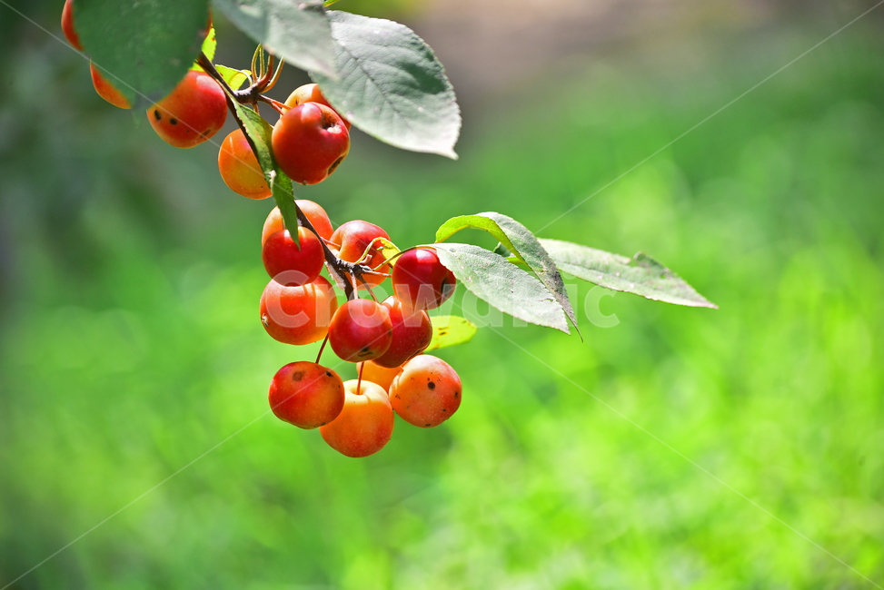 사과,애기사과,능금,과일,식용,음식,푸드,apple,fruit,간식,디저트,먹거리,구연산,달콤,새콤,나무열매,열매,food,plant,배경,바탕,백그라운드,background,빨강색,레드,식물,과일,열매,fruit