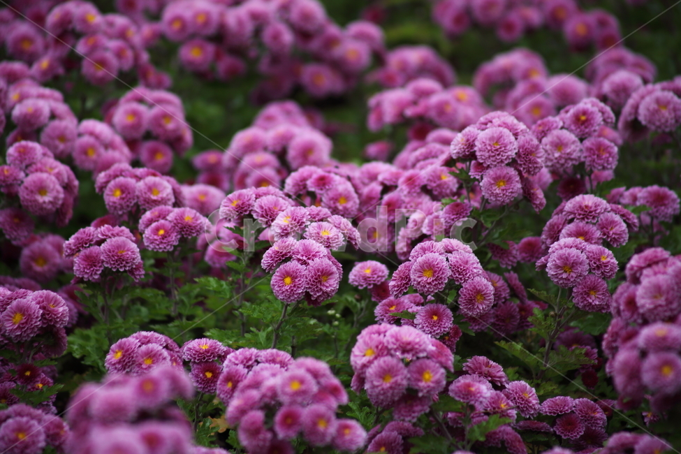 국화,식물,꽃,가을꽃,chrysanthemum,식물,자연,plants,nature,꽃,flower