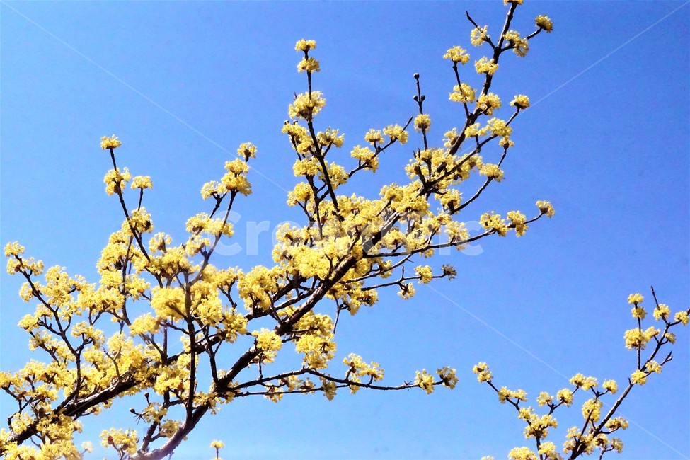 봄,산수유,꽃,노란색,나무,식물,자연,계절,yellow,nature,season,flower,beauty,tree,하늘,sky,봄,계절,spring,season,식물,자연,plants,nature,꽃,flower,plant