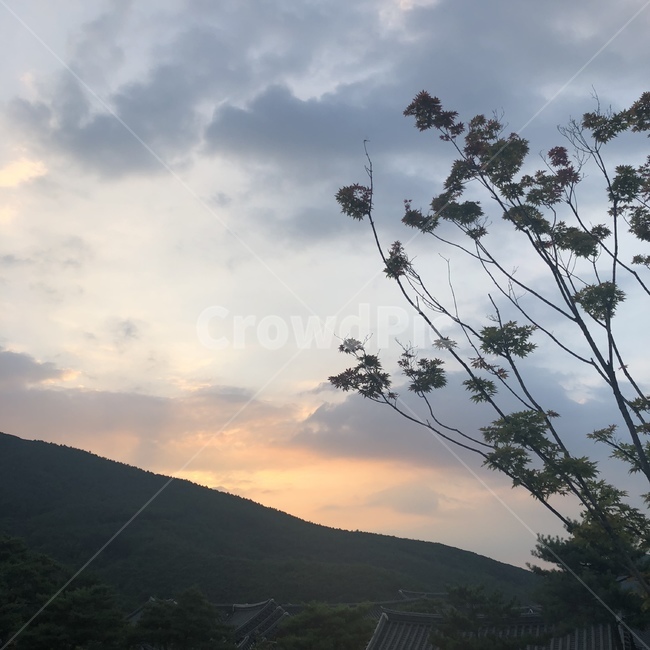 노을,산,하늘,배경,자연,풍경,구름,나무,새벽