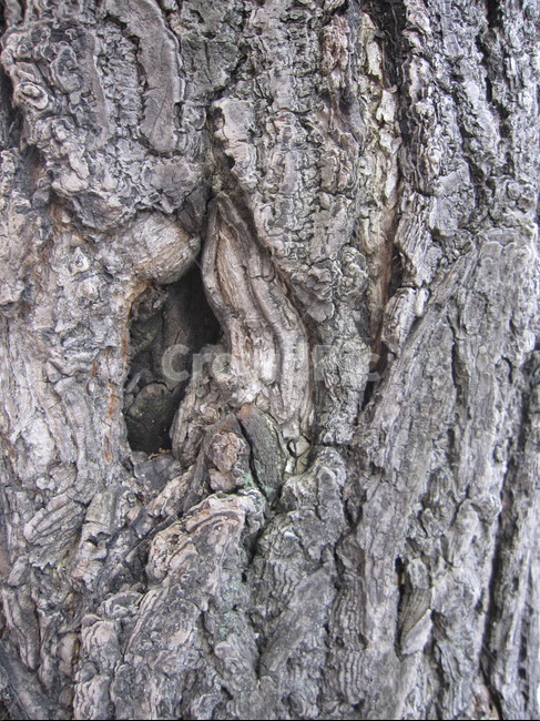 나무,나무껍질,나무표면,나무질감,나무재질,텍스쳐,질감,질감표현,tree,wood,texture,패턴,나무,trees,wood,텍스처,질감,패턴,texture,pattern