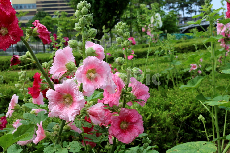 꽃,접시꽃,식물,아욱과,촉규화,관상용,식물,자연,plants,nature,꽃,flower
