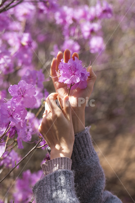 진달래,진달래꽃,꽃,식물,꽃밭,꽃동산,분홍색,연분홍,핑크,분홍꽃,봄꽃,봄,계절,진달래축제,철쭉,배경화면,백그라운드,손,여자손,감성,봄,계절,spring,season,사람,인물,인간,human,person,신체일부,몸,body,plant