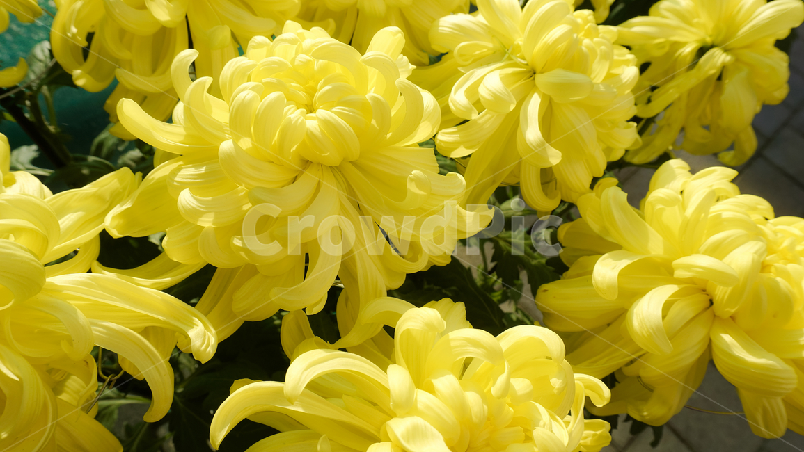 꽃,자연,접사,노랑,힐링,신선함,안식처,season,plants,nature,flower,sensible,feeling,색깔,색상,색채,색감,colorsense,colorsensitivity,feelingofcolor,감성,평온함,느낌,휴식,koreanature,landscape,jeju,jejuisland