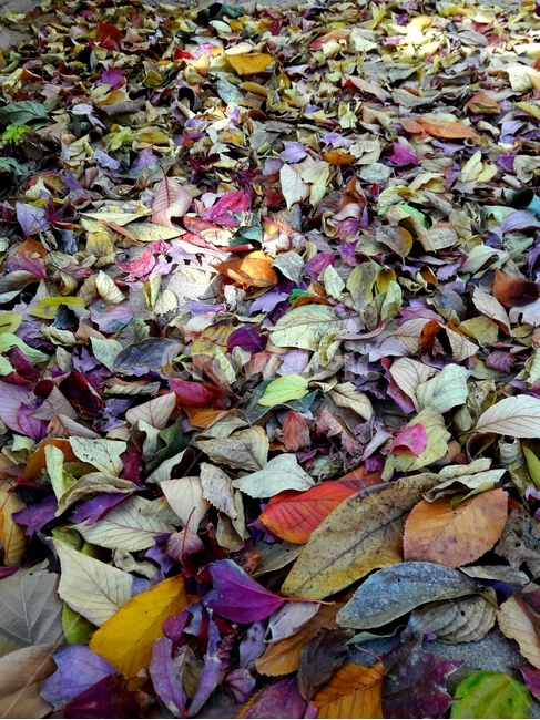 낙엽,fallenleaves,잎,leaf,가을,fall,autumn,단풍,바닥,ground,식물,plant,거리,street,가을,계절,fall,autumn,season,식물,자연,plants,nature