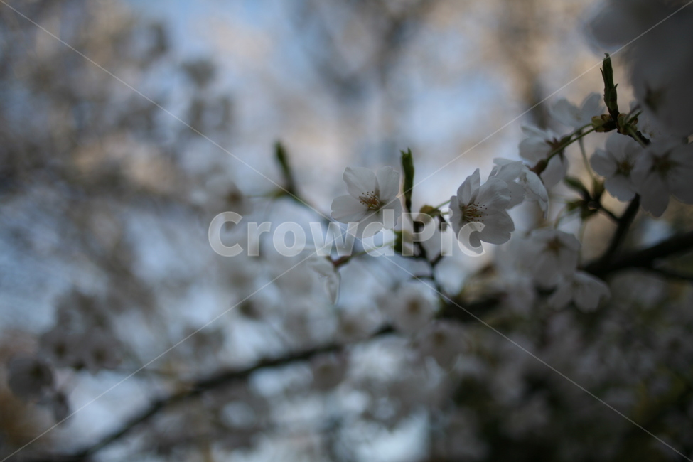 꽃,벚꽃,flower,cherryblossom,정릉,blossom,plant,식물