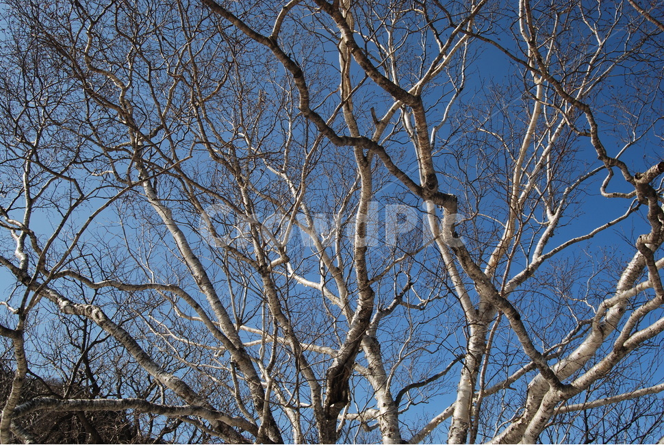 방태산,강원도,강원도인재,주억봉,방태산자연휴양림,겨울,계절,winter,season,식물,자연,plants,nature