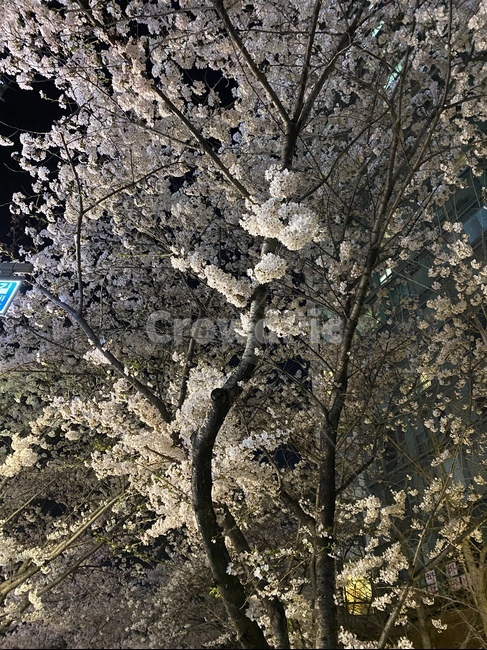 봄,꽃,벚꽃,분홍,밤,공원,길,road,flower,sakura,pink,spring,park,night,blossom,cherryblossom