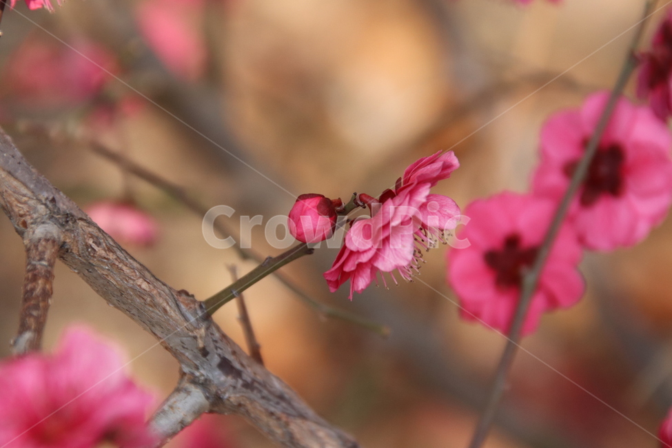 매화,꽃,홍매화,자연,풍경,식물,자연,plants,nature,꽃,flower