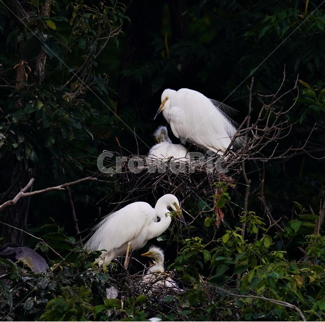중백로,백로,새,정원,birds,동물,animal,조류,새,birds