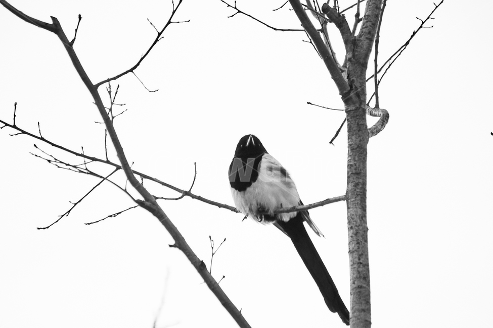 까치,동물,조류,bird,새,animal,nature,자연,흑백,blackandwhite,wood,나무,plant,동물,animal,조류,새,birds