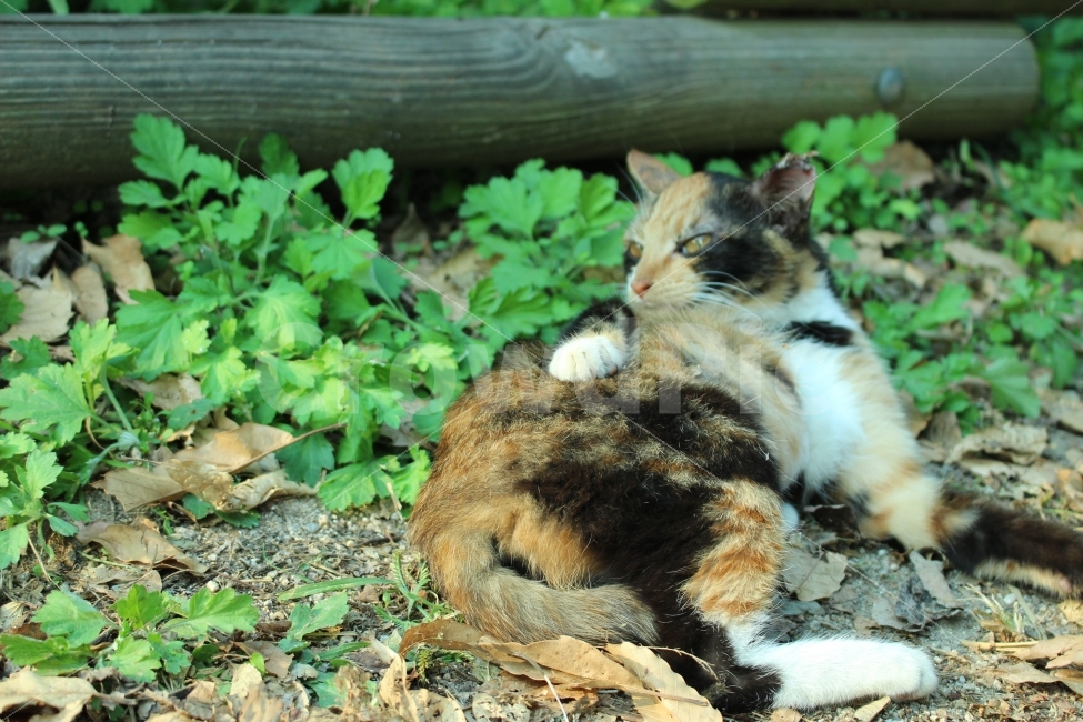 공원,자연,휴식,힐링,하늘공원,하늘,갈대,고양이,들고양이,길냥이,동물,animal,고양이,cat,kitten,kitty,포유류,mammal