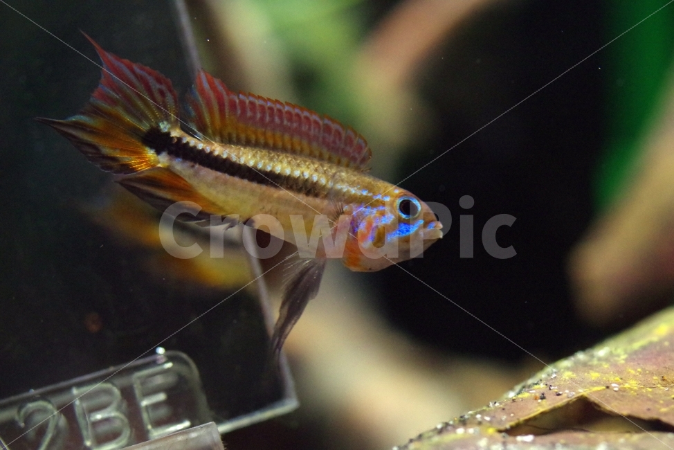 	열대어,관상어,apistogramma,아피스토그라마,tropicalfish,동물,animal,어류,물고기,fish