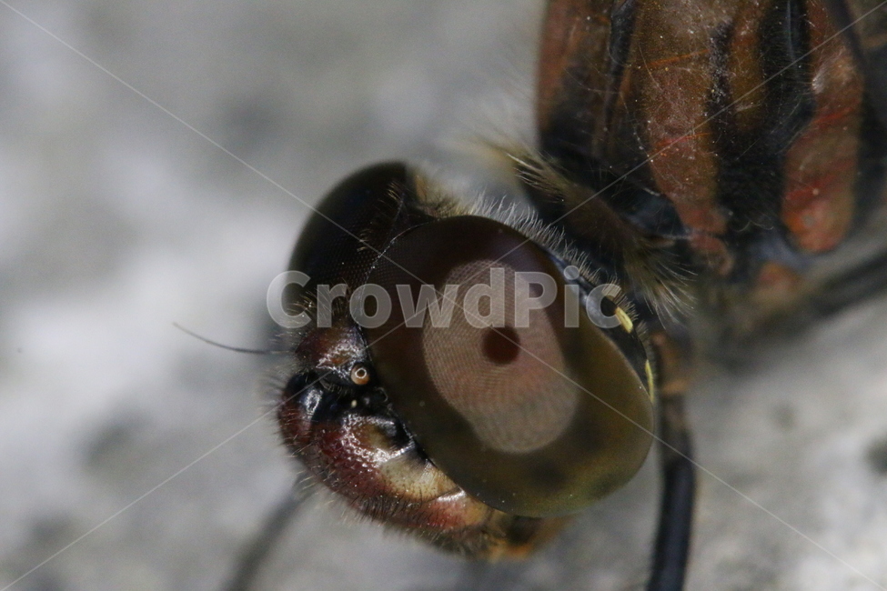 잠자리,접사,곤충,잠자리접사,잠자리확대,곤충확대,클로즈업,dragonfly,곤충접사,잠자리눈,잠자리날개,곤충날개,곤충눈,곤충,벌레,insect,bug