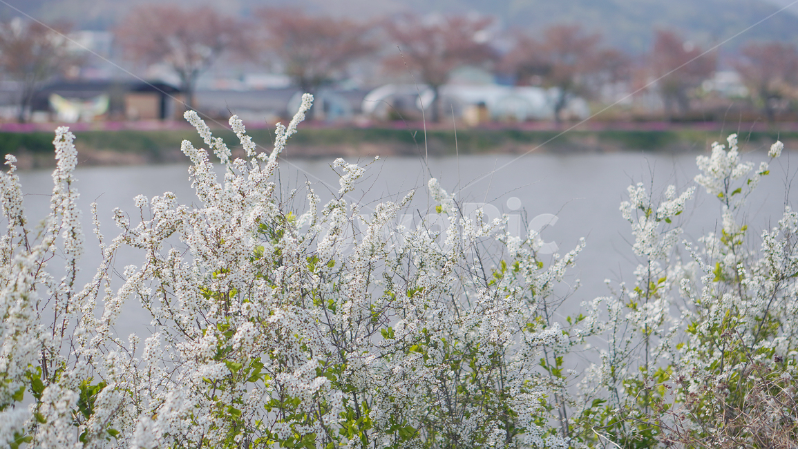 plant,식물,flower,하얀꽃,whiteflower