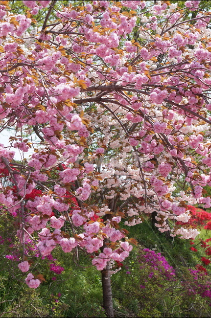왕벚꽃,겹벚꽃,봄,풍경,핑크,나무,봄,계절,spring,season,식물,자연,plants,nature,꽃,flower,plant,blossom