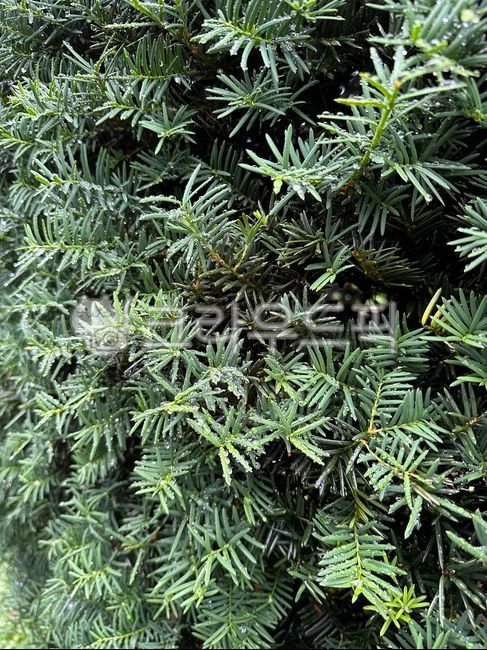 주목,식물,전나무,tree,나무