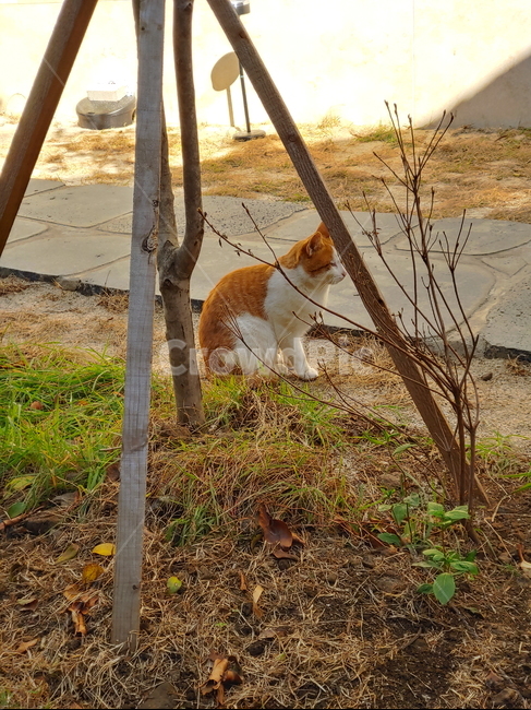 cat,고양이,길고양이,길냥이,동물,펫,포유류