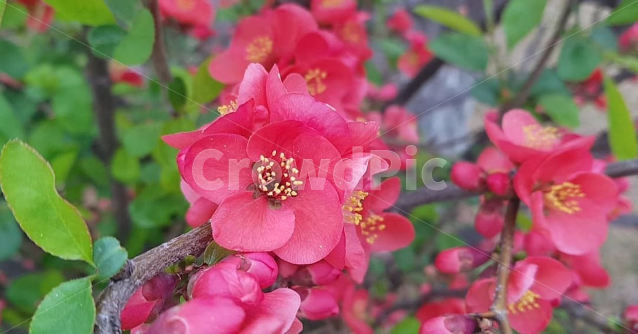 plant,식물,채송화,빨강색,봄