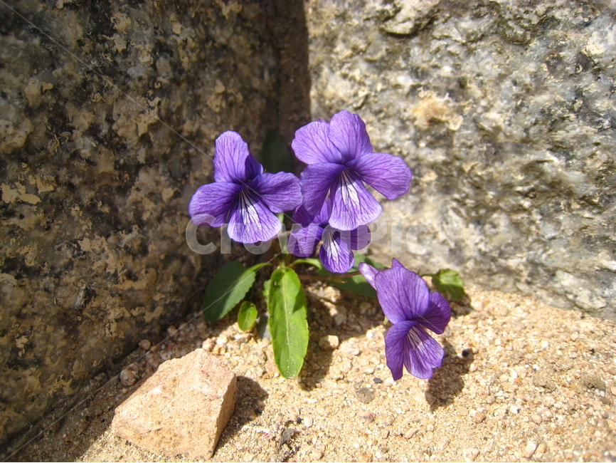 꽃,보라색꽃,보라색,틈,돌,바위틈,배경,flower,purple,plant,stone,background,wallpaper,식물,자연,plants,nature,꽃,flower