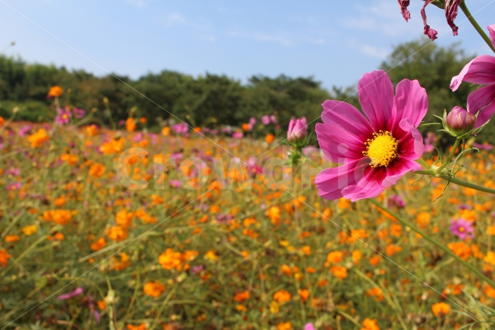 코스모스,가을이다,들꽃마루,올림픽공원,산들산들,가을,계절,fall,autumn,season,식물,자연,plants,nature,꽃,flower,plant,blossom,petal,꽃잎