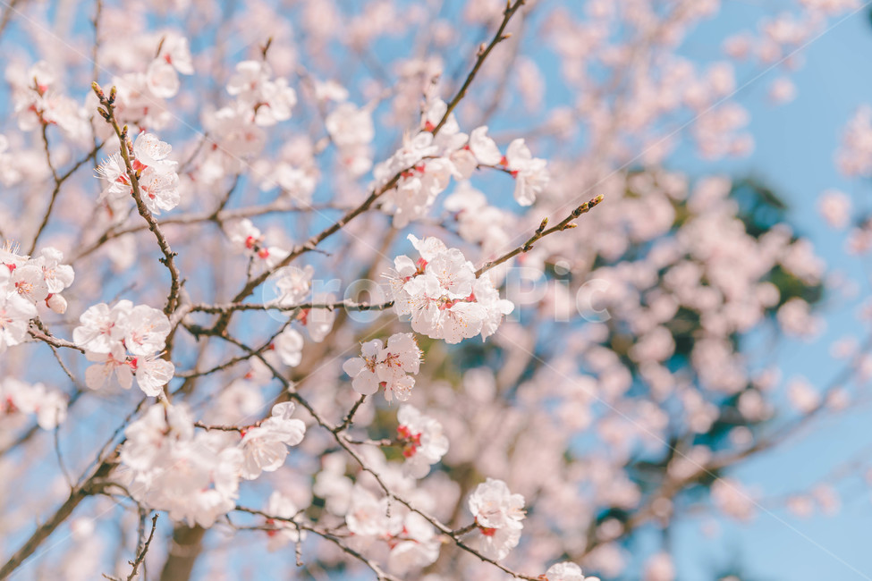 cherryblossoms,벚꽃,봄꽃,plant,식물,blossom,꽃,flower,봄,계절,spring,season,식물,자연,plants,nature,꽃,flower