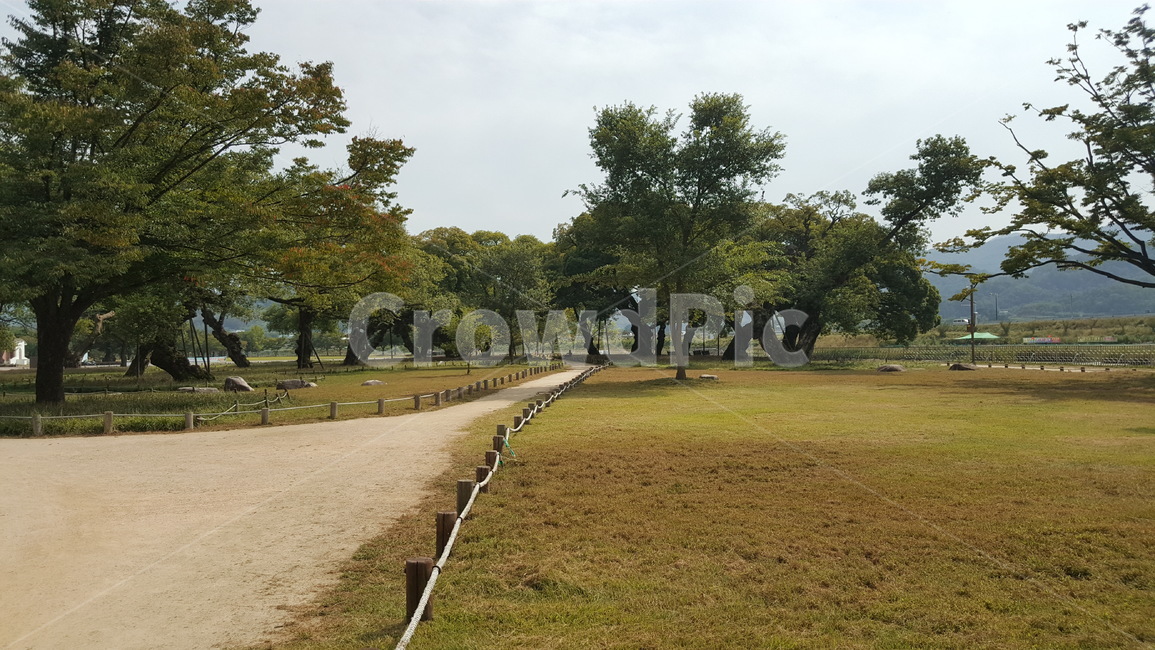 숲,나무,자연,경치,숲속,여유,힐링,자연,풍경,nature,landscape,grass,잔디,plant,식물,tree