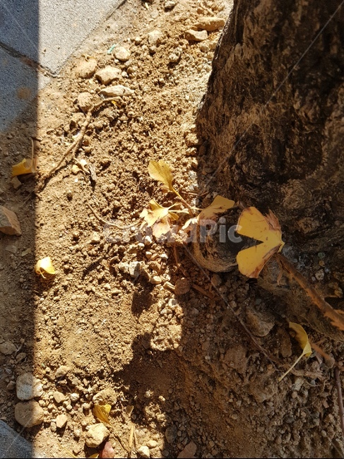 ground,바닥,leaf,잎,plant,식물,흙,낙엽,은행잎,밑둥
