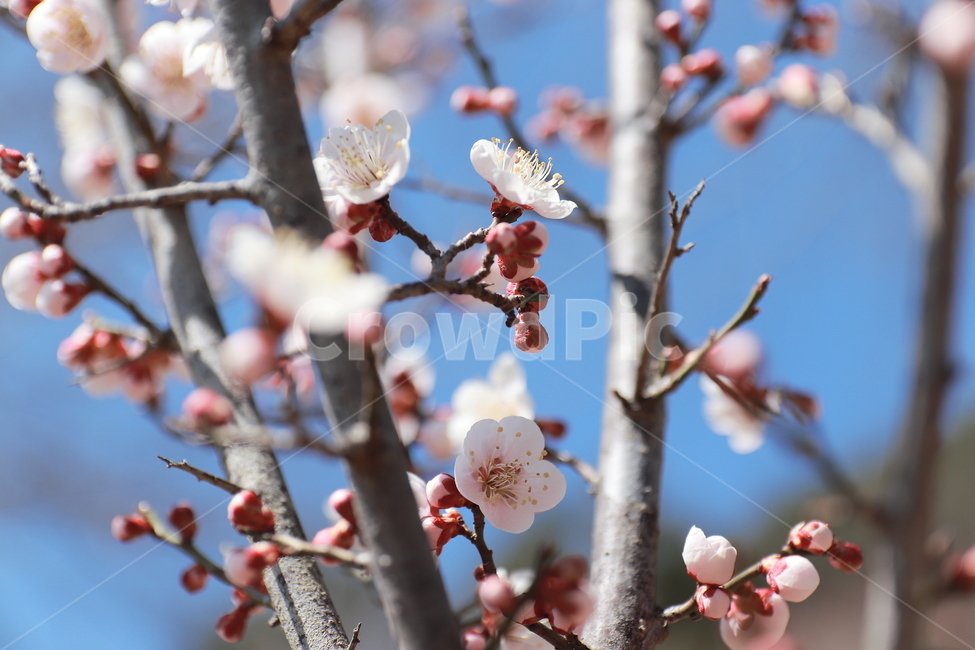 plant,식물,flower,blossom,꽃,매화,봄,식물,자연,plants,nature,꽃,flower