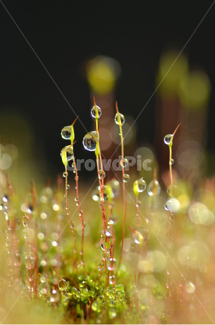 이끼,물방울,새싹,봄,야생화,식물,자연,plants,nature