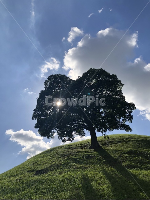 잔디,언덕,나무,하늘,초록색,자연,풍경,식물,자연,plants,nature,나무,trees,wood