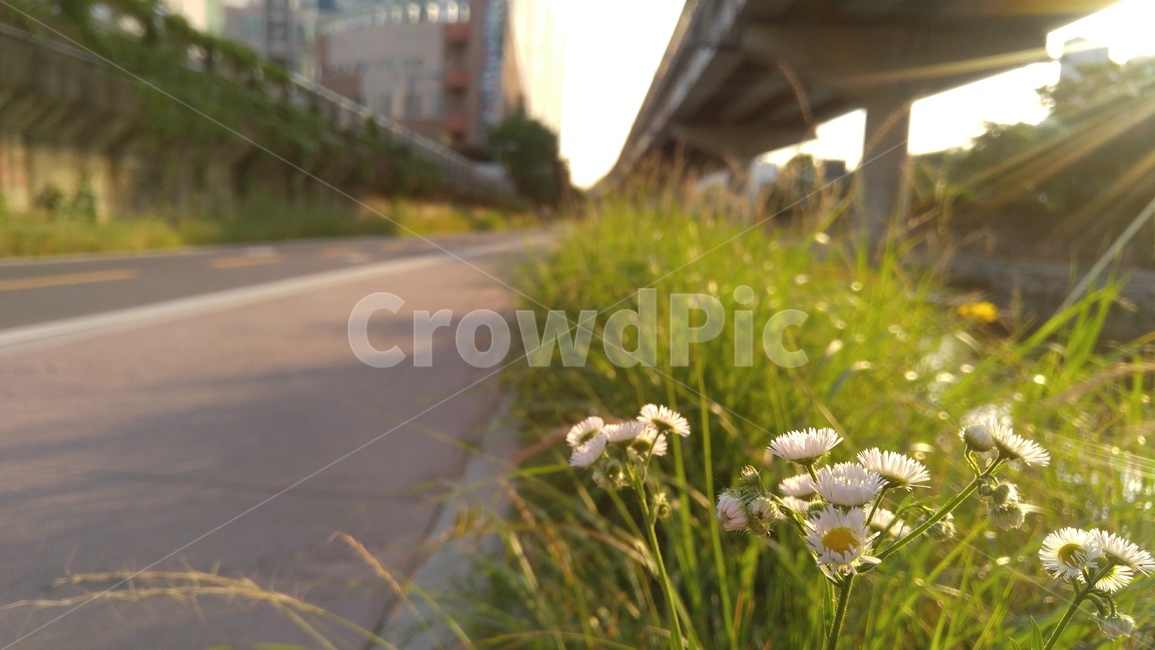 개망초,꽃,흰꽃,흰색,녹색,식물,산책로,길,회색,배경,감성,계절,flower,whiteflowers,white,green,plants,walkingtrails,way,road,gray,background,emotional,season