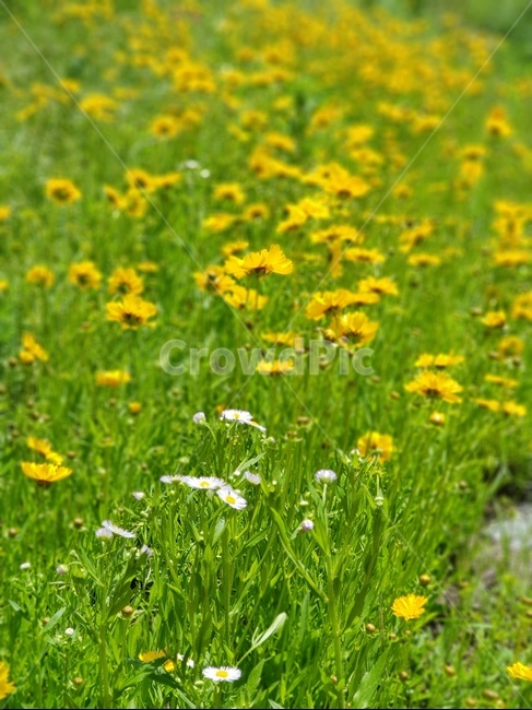 금계국,꽃,노랑,봄,맑음,자연,풍경,5월,봄,계절,spring,season,식물,자연,plants,nature,꽃,flower,grassland,목초지,field,들,outdoors,옥외,rural,농촌,farm,농장,meadow