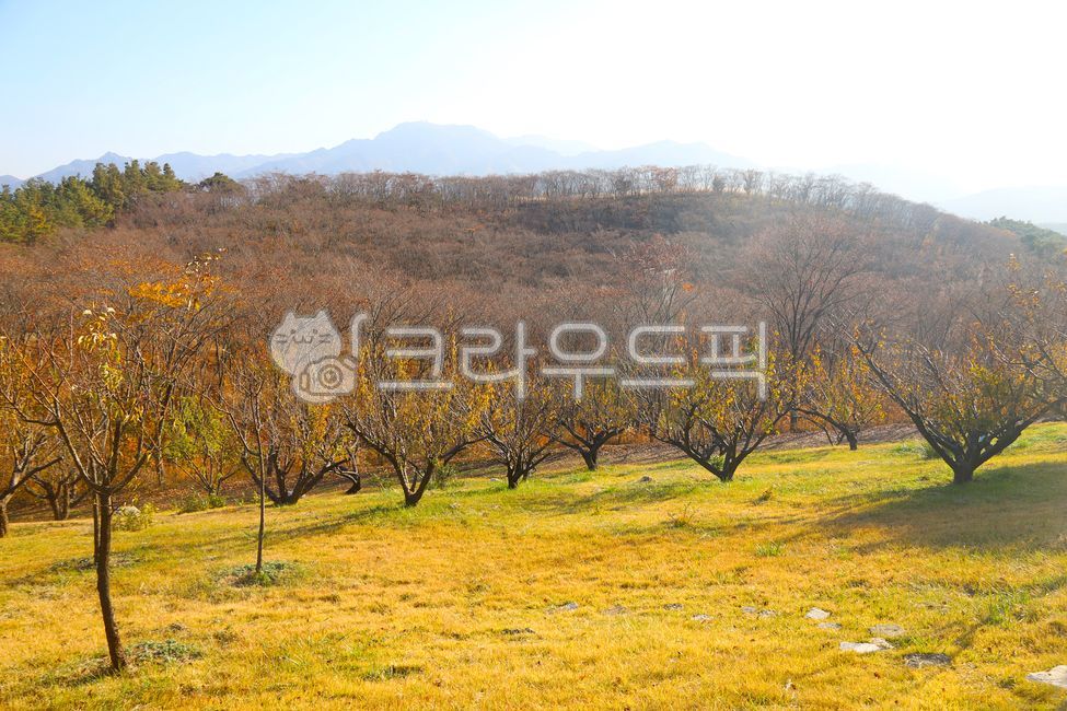 단풍, 가을, 산, 능선, 숲, 사진,이미지,일러스트,캘리그라피 - vvind작가