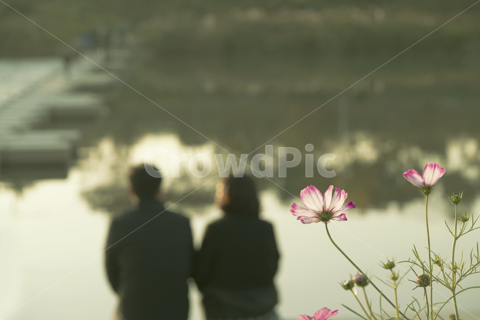 person,human,인간,plant,식물,연인,부부,코스모스,사람,플라워
