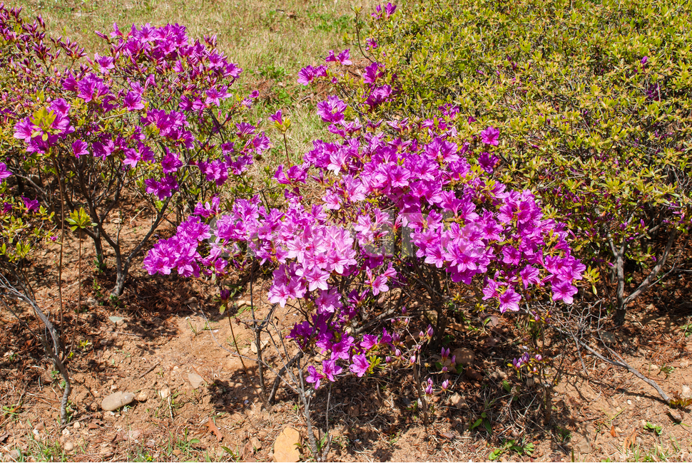 진달래,철쭉,봄,꽃,생화,공원,식물,조경,핑크,분홍,spring,season,flowe,만개,만발,자연,향기,영산홍,연산홍,보라,아름다운,화사한,Azalea,흙,봄,계절,spring,season,식물,자연,plants,nature,꽃,flower,ground,바닥,geranium,제라늄,plant,blossom