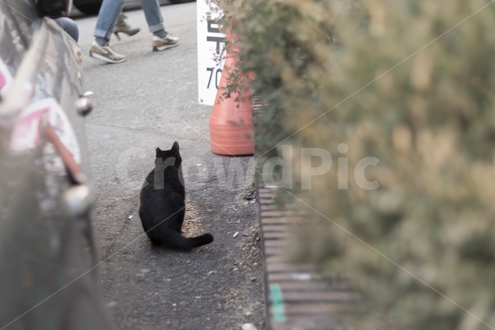 고양이,검은고양이,뒷모습,감성사진,야옹이,캣,cat,배경사진,동물,동물사진,배경,감성,야옹,사진,뒷태,동물,animal,포유류,mammal,고양이,cat,kitten,kitty
