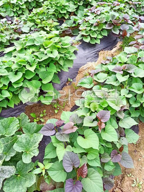 sweet potato stem,sweet potato,Sweet potato cultivation,sweet potato shoot,sweet potato leaves,sweet potato field