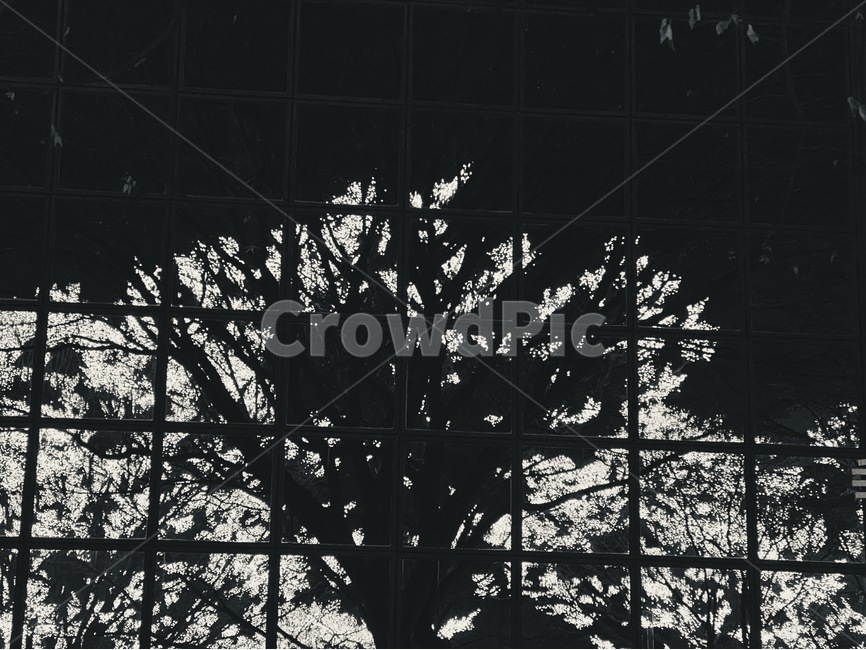 흑백,나무,tree,불빛,빛