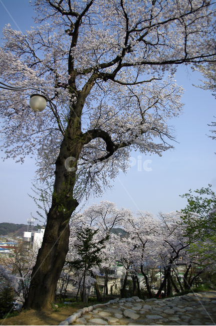 봄,벚꽃,나무,꽃,flower,식물,봄,계절,spring,season,식물,자연,plants,nature,나무,trees,wood,tree,plant,tree trunk,나무 줄기