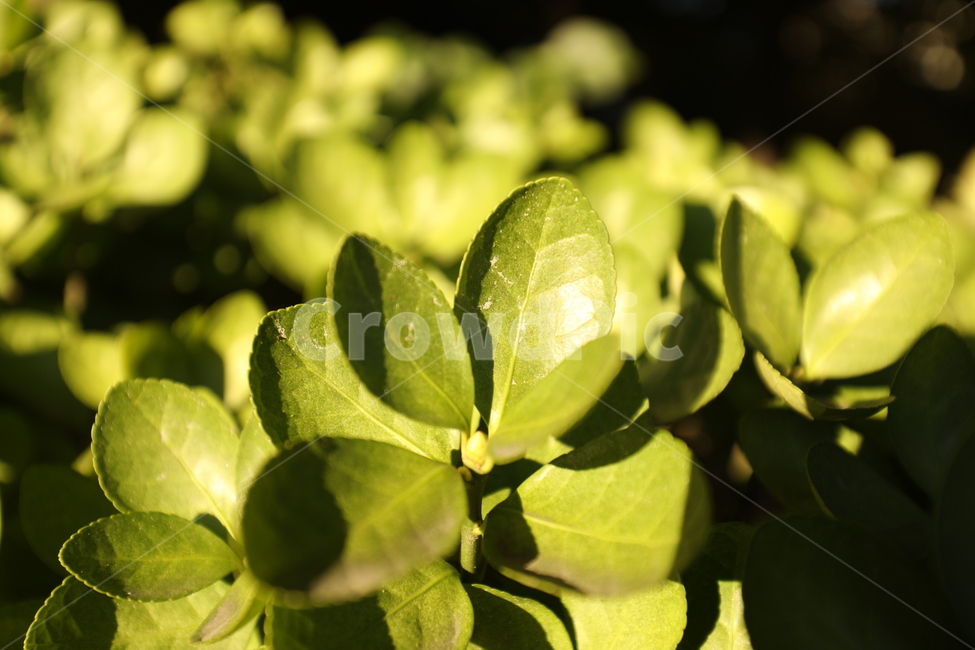 풀,자연,나뭇잎,노을,봄,식물,자연,plants,nature