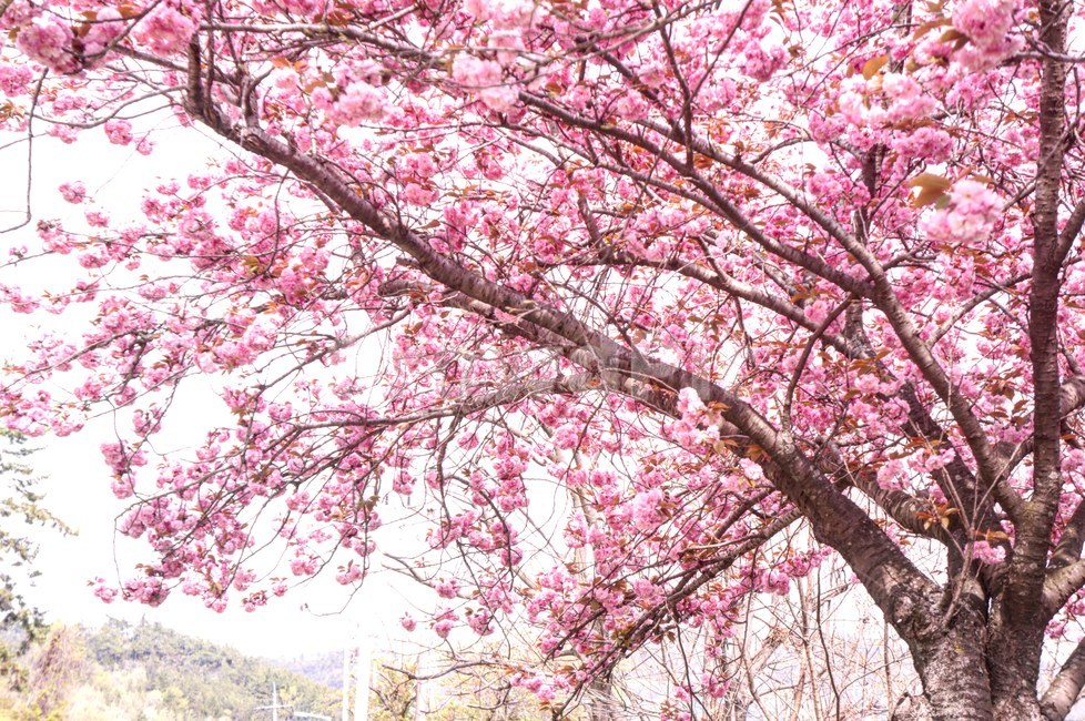 봄,벚꽃,왕벚꽃,겹벚꽃,꽃,분홍,감성,풍경,자연,계절,식물,봄,계절,spring,season,식물,자연,plants,nature,꽃,flower,plant